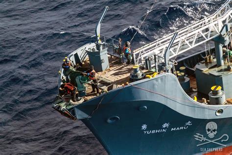 Sea Shepherd Uk Sea Shepherd Catches Japanese Poaching Fleet With