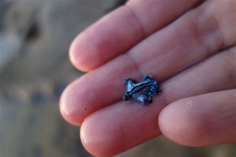 Blue Glaucus Tiny Majestic Sea Creature Worldatlas