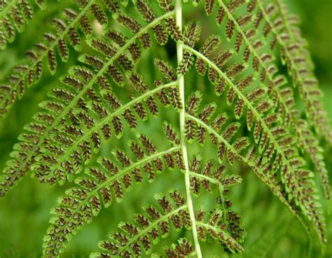 Studio and Garden: A Walk in the Woods: Fern Spores