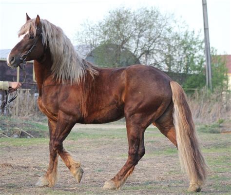 russian heavy draft horse info origin history pictures