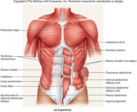 Chest Muscles Anatomy Chest Anatomy What Are The Muscles And What Do