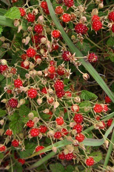 Toowoomba Plants Native Raspberry Fruit