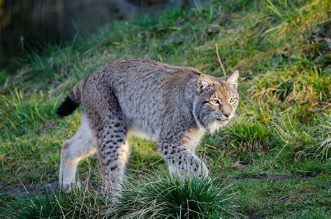 Hd Wallpaper Feline Animal On Grass Lynx Bobcat Wildlife Predator