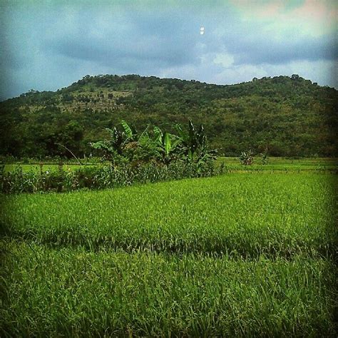 Hamparan Sawah Yang Rice Field Mountains Natural Landmarks