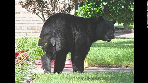 Florida May Restart Bear Hunting Season