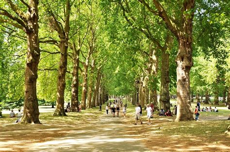 Here Are Six Amazing Facts Outlining Why Trees Are So Important For Our