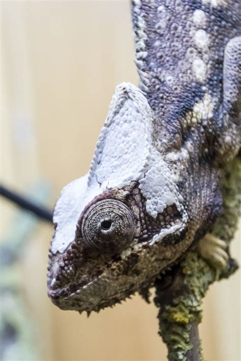 Charliebubbles Posted A Photo The Malagasy Giant Chameleon Or