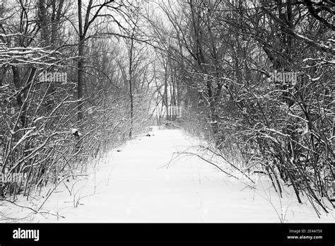 Snow Covered Path In The Woods Stock Photo Alamy