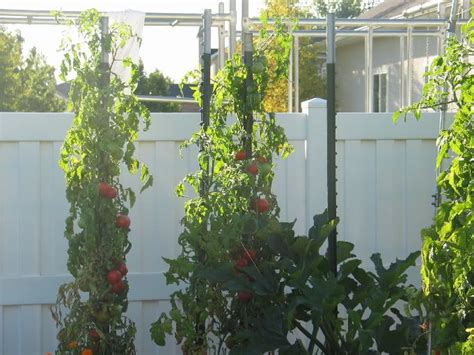 Soak the soil well as this. How Many Tomato Plants In Square Foot Gardening ...