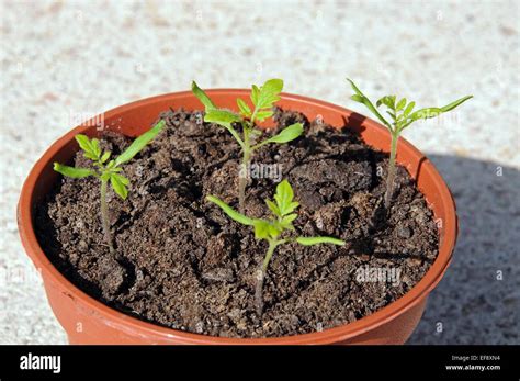 Maskotka Cherry Tomato Seedlings In A Plastic Pot Stock Photo Royalty