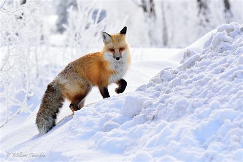 Wild Fox Climb On The Snow Hd Wild Animal In Winter Season