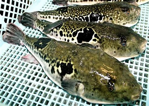 Japan Government To Promote Fugu Exports To Asia Inquirer Business