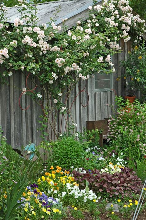Climbing Roses Add A Unique Vertical Element Mississippi