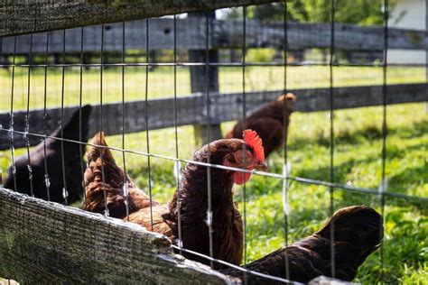 Protect Your Chickens From Their Top Predators