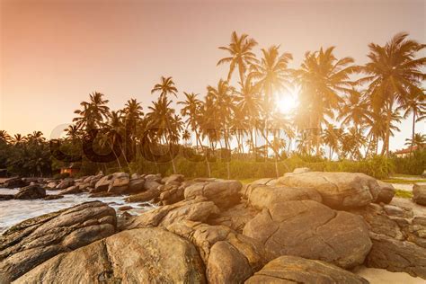 Sunset On The Beach With Coconut Palms Sri Lanka Stock Image Colourbox