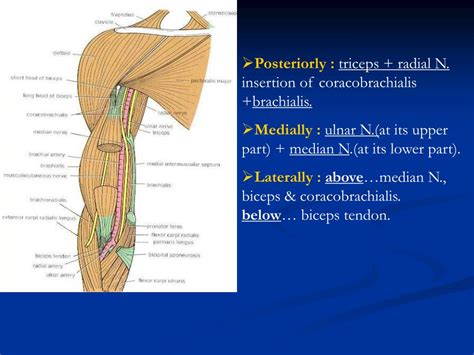 Ppt Cutaneous Innervation Of The Arm Powerpoint Presentation Free