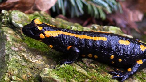 Amphibians Salamanders