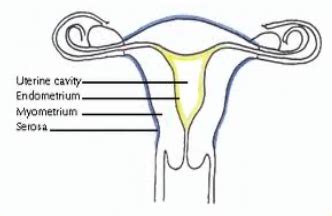 Fertilisation And Contraception Flashcards Quizlet