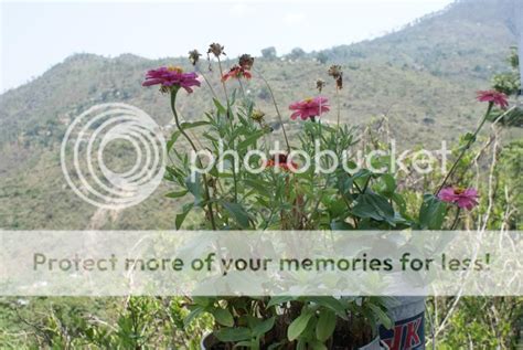 Flora Of Uttarakhand उत्तराखंड के फल फूल एव वनस्पति