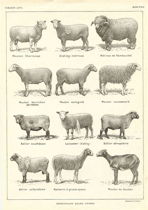 1921 Antique Sheep Breeds Poster Sheep Breeds Sheep Sheep Illustration