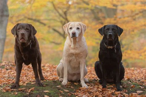 Are Purebred Labrador Retrievers Prone To Health Problems