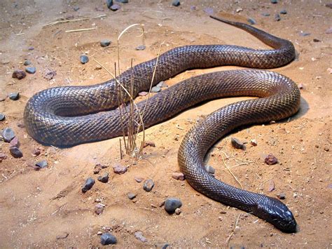 The Top 10 Deadliest And Most Dangerous Snakes In The World Owlcation