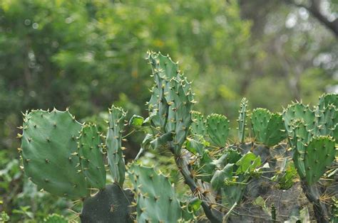 There are about 2,000 different kinds of cactuses. 9 Great Types Of Cactus Plants You Need To Know About (ALL ...