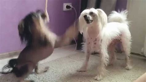 Китайская хохлатая собакаchinese Crested Dogfunny Dogsfynny Videos Youtube
