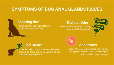 Dog Anal Glands 12 Preventions And Treatments Video Included