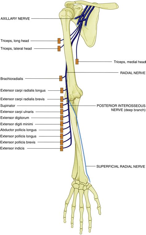 Evaluation And Treatment Of Upper Extremity Nerve Entrapment Syndromes