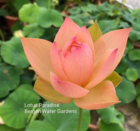 Golden Sunset Lotus In 2020 Types Of Flowers Single Flower Lotus