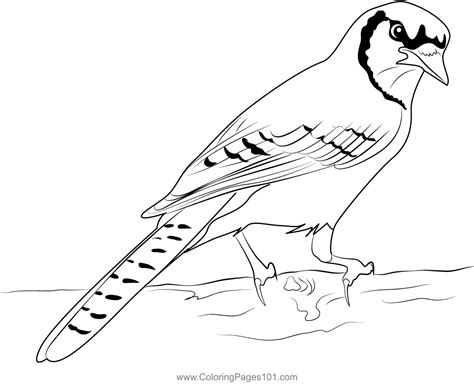 Blue Jay 4 Coloring Page For Kids Free Crows Printable Coloring Pages