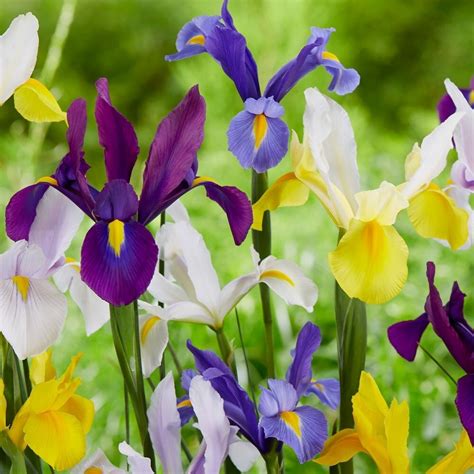 Buy Dutch Iris Bulbs Syn Iris Hollandica Dutch Iris Select Growers