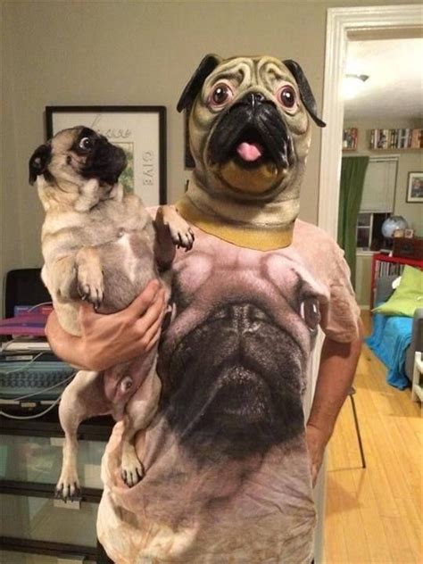 20 Funny Pug Pictures You Need To Save To Your Camera Roll Now Top5 Perros Divertidos