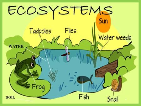 Ecosystems: Definition & Types - Eschool