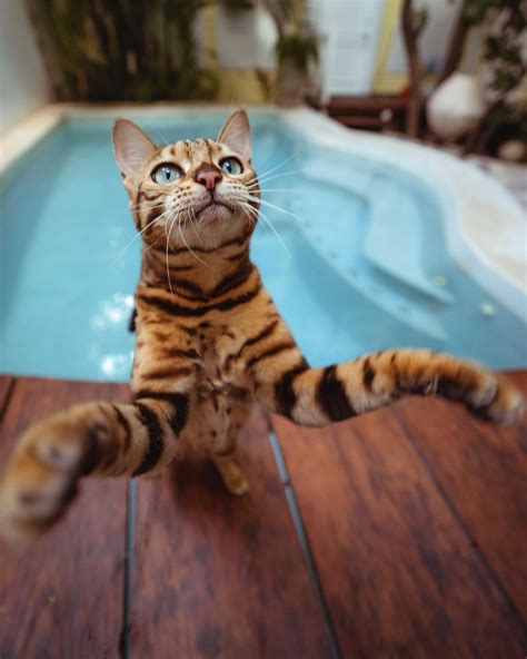 Suki Cat On Instagram Ferocious 😹🐆 Kitten Pictures All About Cats