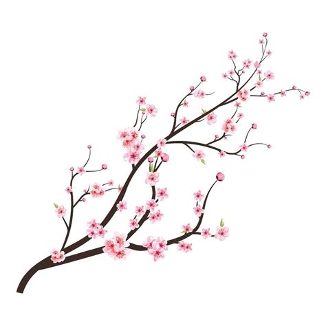 Japanese Cherry Blossom Vector Cherry Blossom Branch With Sakura Flower Cherry Blossom With