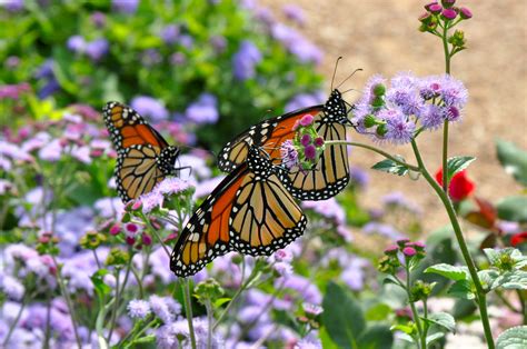 Corki Ultimate Monarch Butterfly Garden Flowers My Tips For Easy