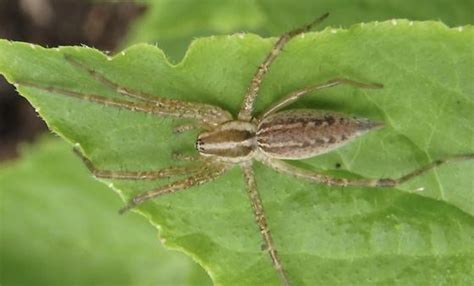 Grass Spider Agelenopsis Bugguidenet