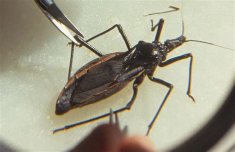 Cdc Deadly Kissing Bug Reported In Georgia