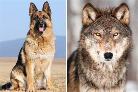 Are German Shepherds Considered Wolf Hybrids