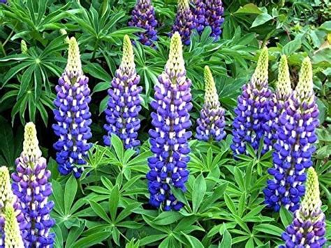 Organic Flower Seeds Lupine Blue Flame Etsy