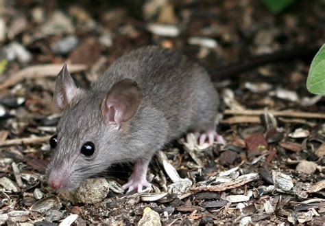 Frequent Questions About Mice Welcome Wildlife
