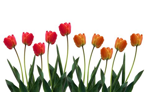 Free Tulip Png Transparent Images Download Free Tulip Png Transparent