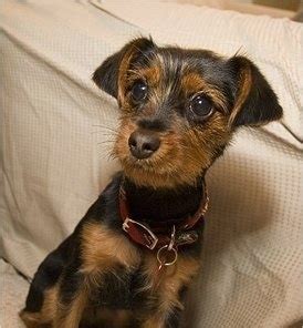 dorkie dog breed pictures
