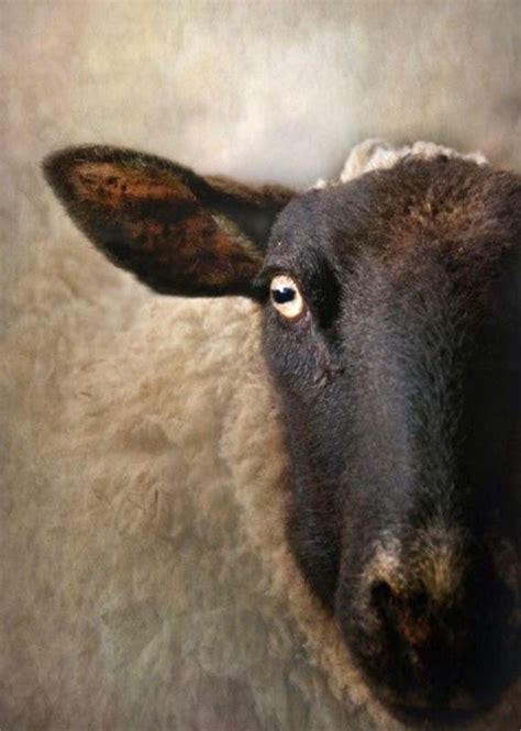 Black Faced Suffolk Sheep With Eerie Golden Eyes Sheep Paintings