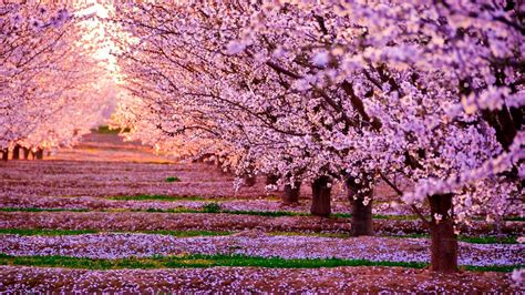 Cherry Blossom Wallpaper Desktop X