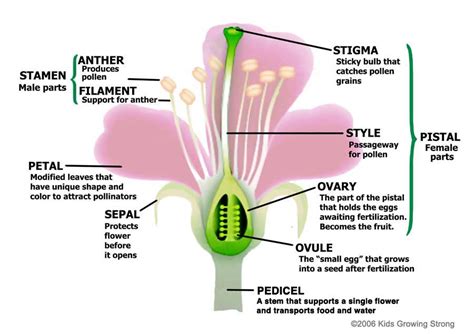 This lesson teaches you about the parts of a flower. About Flowers - Kids Growing Strong