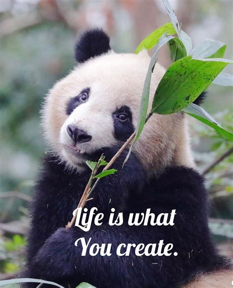 48 Cute Panda Bear Quotes Quotes Barbar