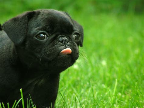 Online Crop Black Pug Puppy Sticking Tongue Out Hd Wallpaper